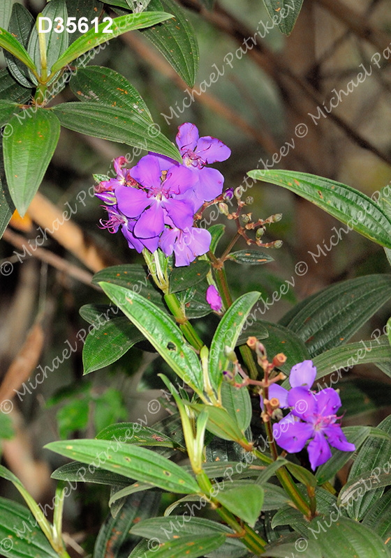 Tibouchina granulosa